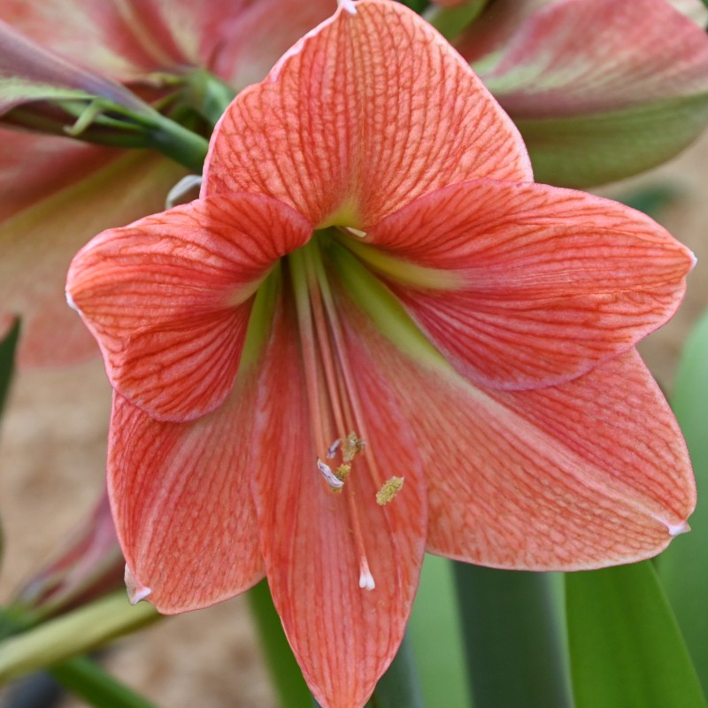 Hippeastrum 'Terra Cotta Star'® Hippeastrum 'Terra Cotta Star'®