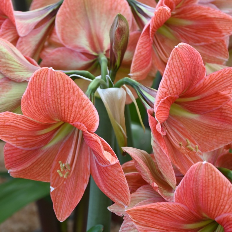 Hippeastrum 'Terra Cotta Star'® Hippeastrum 'Terra Cotta Star'®