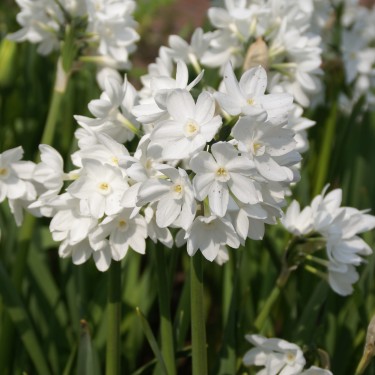 Narcissus tazetta 'Paperwhite Ziva' Narcissus tazetta 'Paperwhite Ziva'