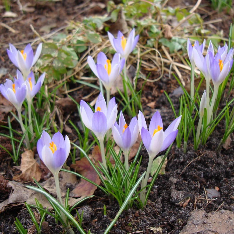 Crocus tommasinianus -grootverbruik- Crocus tommasinianus -grootverbruik-