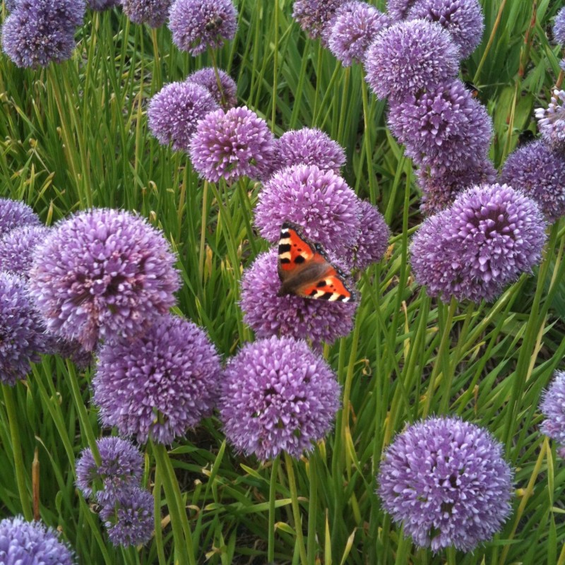 Allium 'Summer Beauty' Allium 'Summer Beauty'