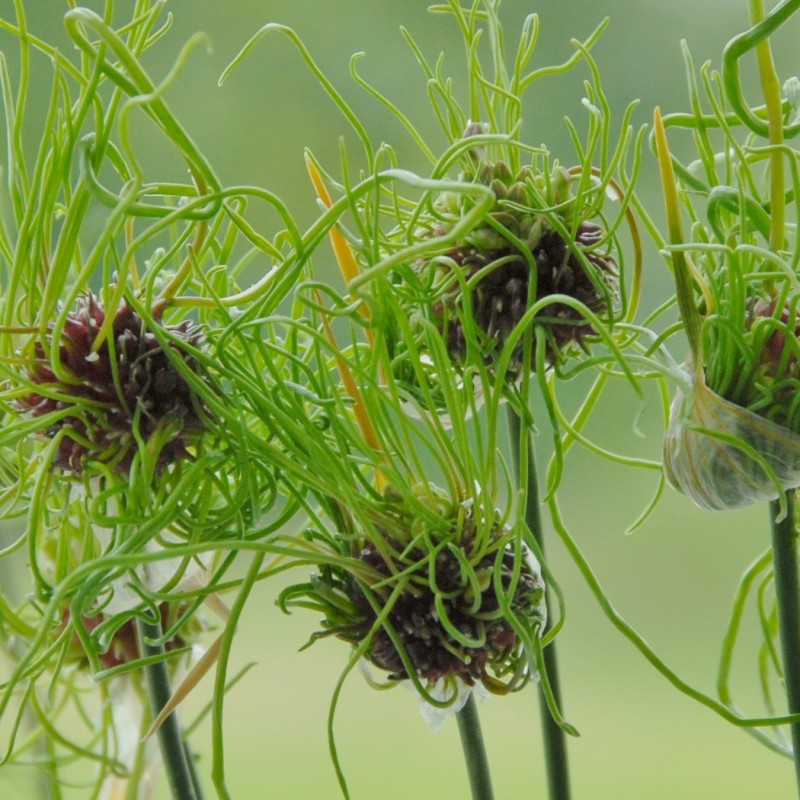 Allium 'Hair' Allium 'Hair'