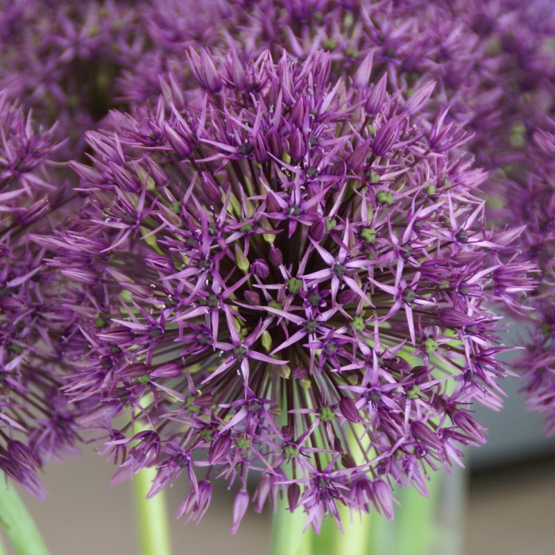 Allium 'Universe' Allium 'Universe'