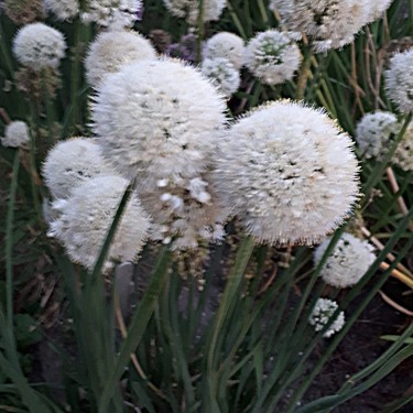Allium nutans -wit-