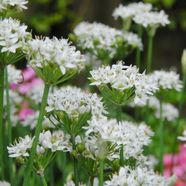 Allium tuberosum