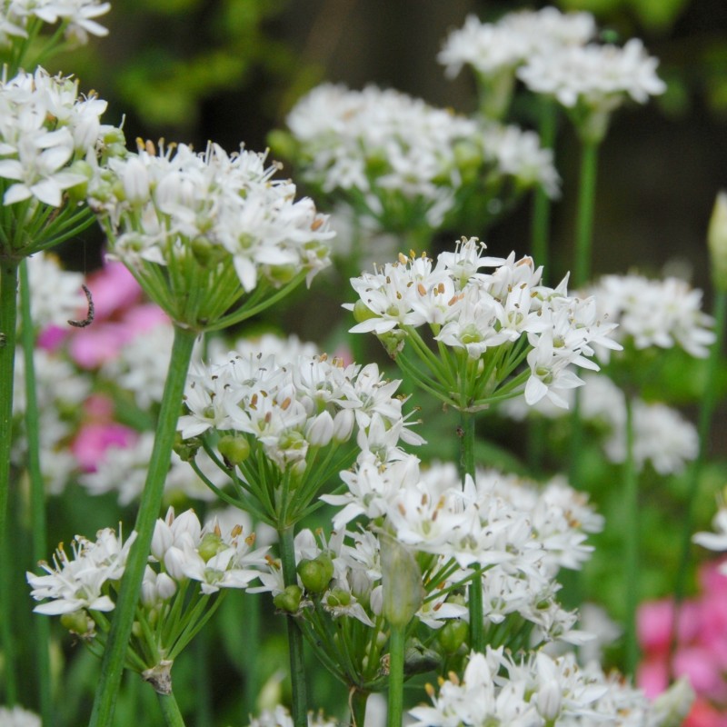 Allium tuberosum Allium tuberosum