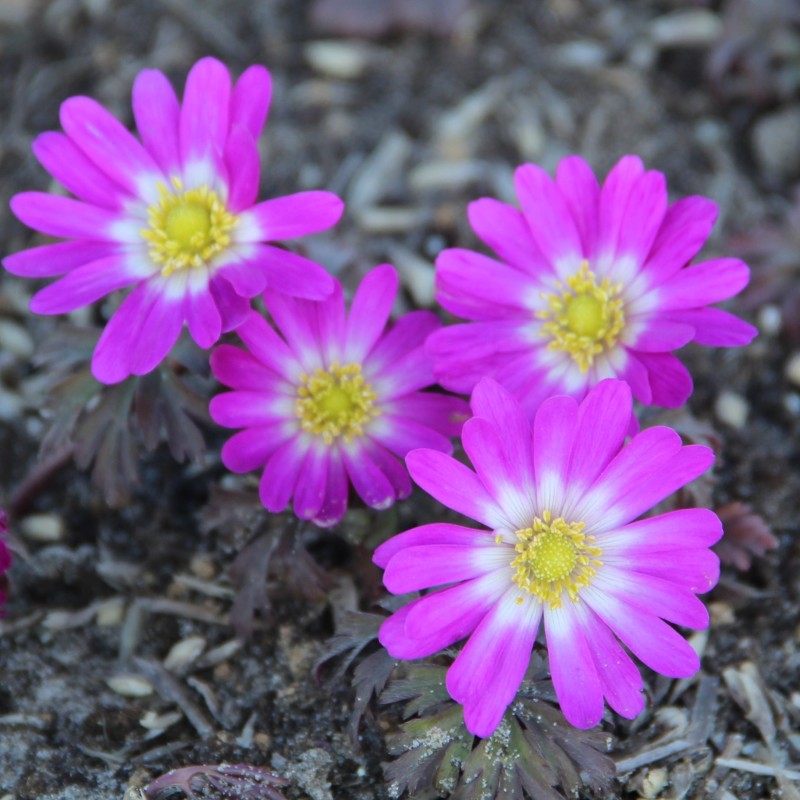 Anemone blanda 'Radar' Anemone blanda 'Radar'