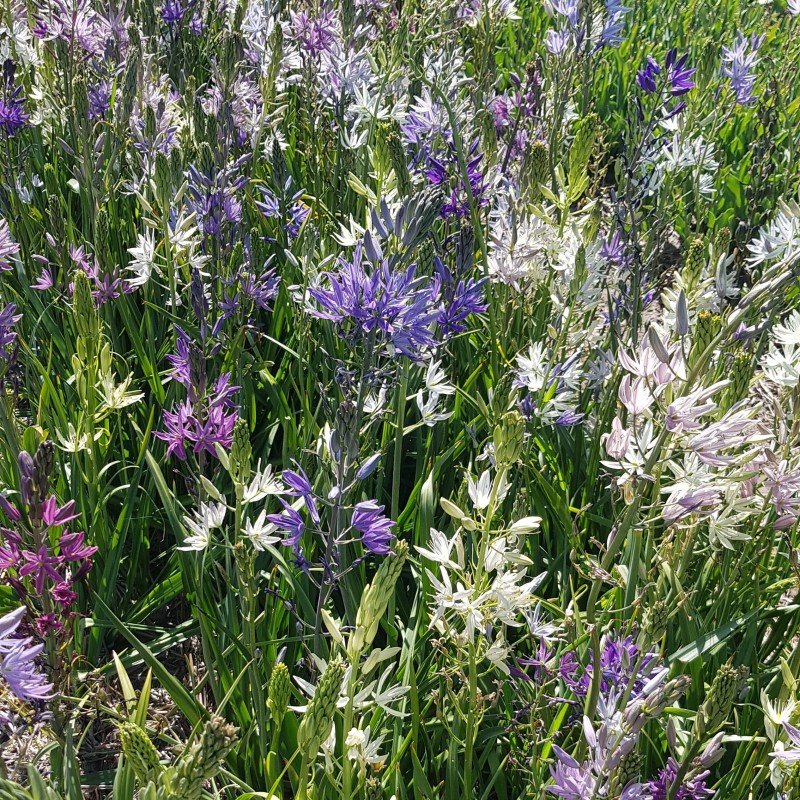 Camassia -Hybrids- Camassia -Hybrids-