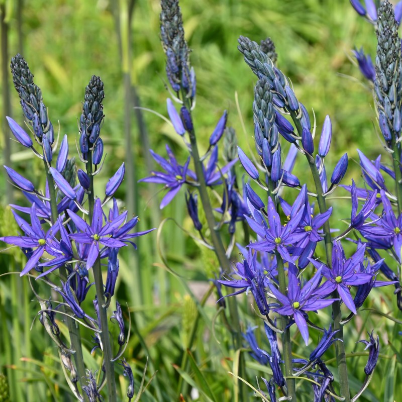 Camassia leichtlinii 'Maybelle' ® Camassia leichtlinii 'Maybelle' ®