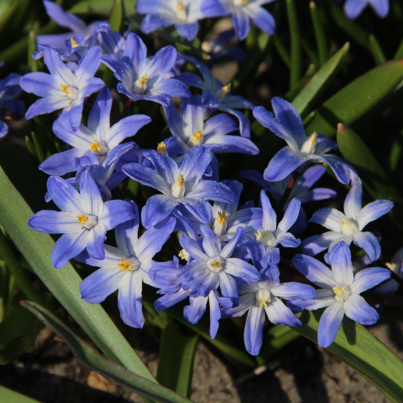 Chionodoxa siehei Chionodoxa siehei