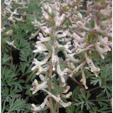 Corydalis wendelboi subsp. wendelboi.