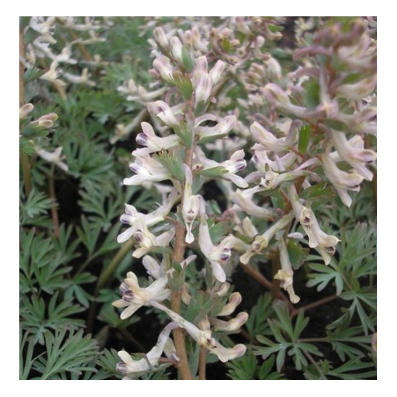 Corydalis wendelboi subsp. wendelboi. Corydalis wendelboi subsp. wendelboi.