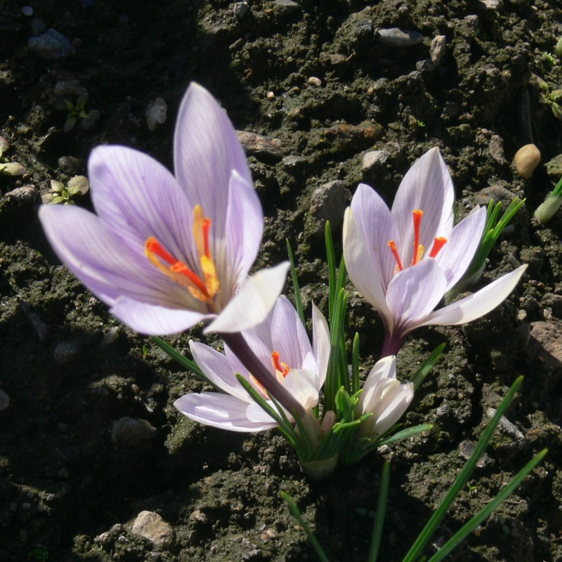 Crocus hadriaticus 'Jirka' Crocus hadriaticus 'Jirka'