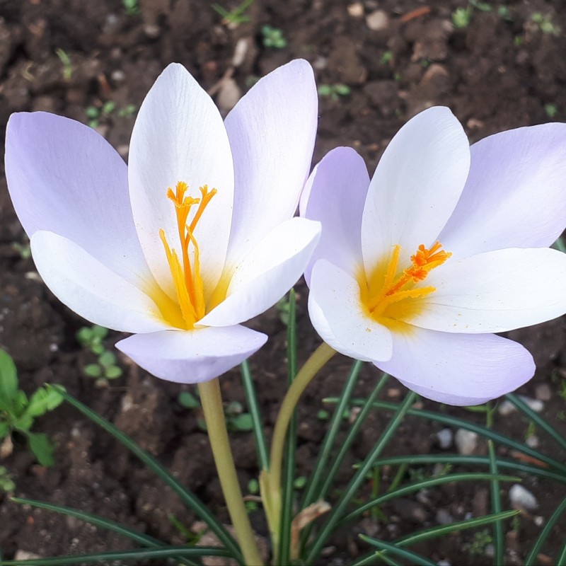 Crocus niveus Crocus niveus
