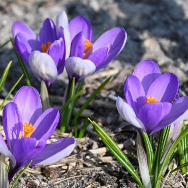 Crocus 'Yalta'