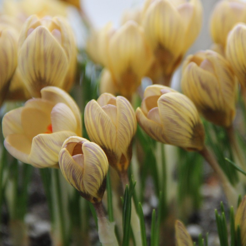 Crocus chrysanthus 'Constellation' Crocus chrysanthus 'Constellation'