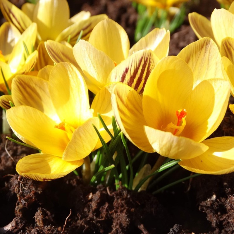Crocus chrysanthus 'Mariette' Crocus chrysanthus 'Mariette'