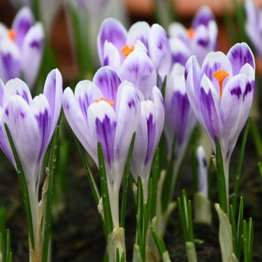 Crocus heuffelianus 'Snow Princess'