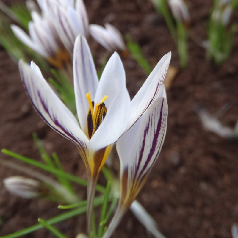 Crocus hittiticus Crocus hittiticus