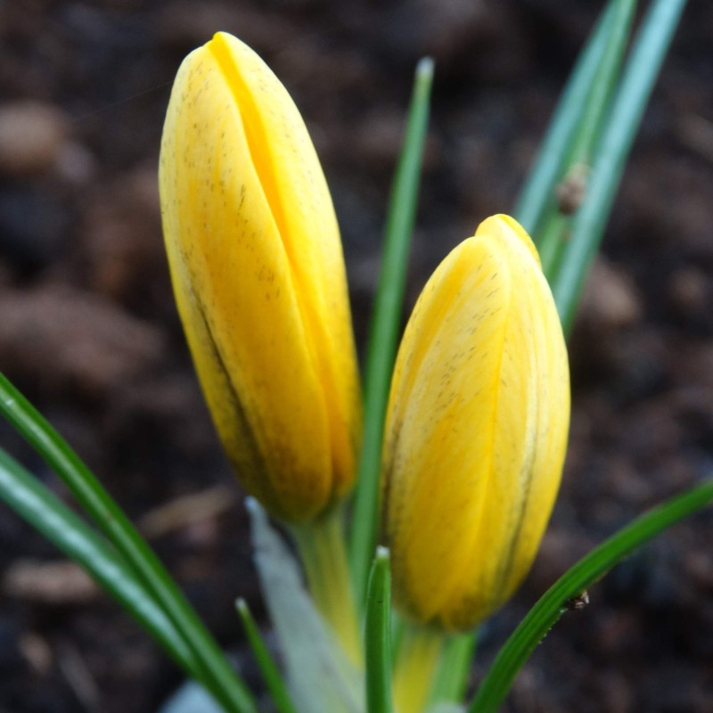 Crocus korolkowii 'Lemon Queen' Crocus korolkowii 'Lemon Queen'