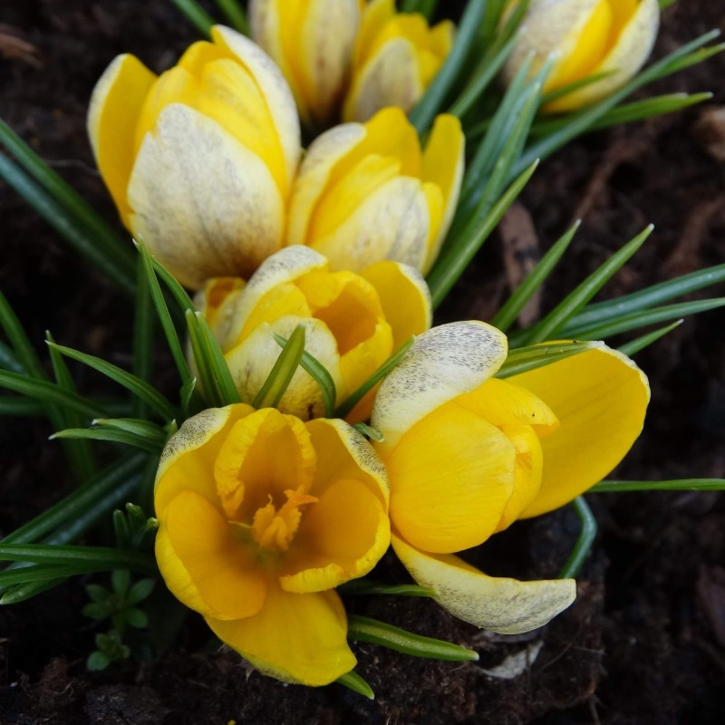 Crocus korolkowii 'Milky Girl' Crocus korolkowii 'Milky Girl'