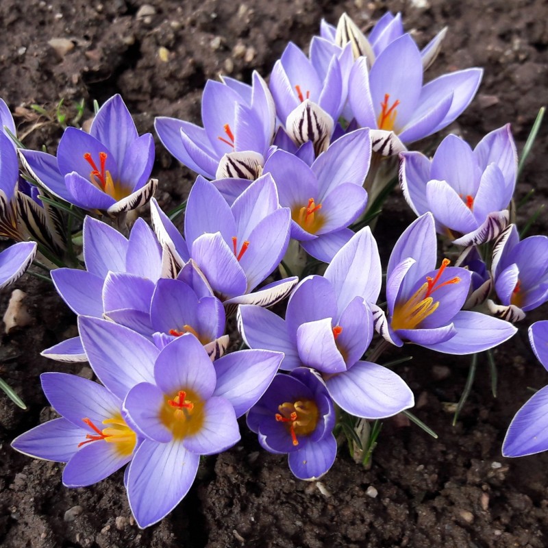 Crocus orphei Crocus orphei