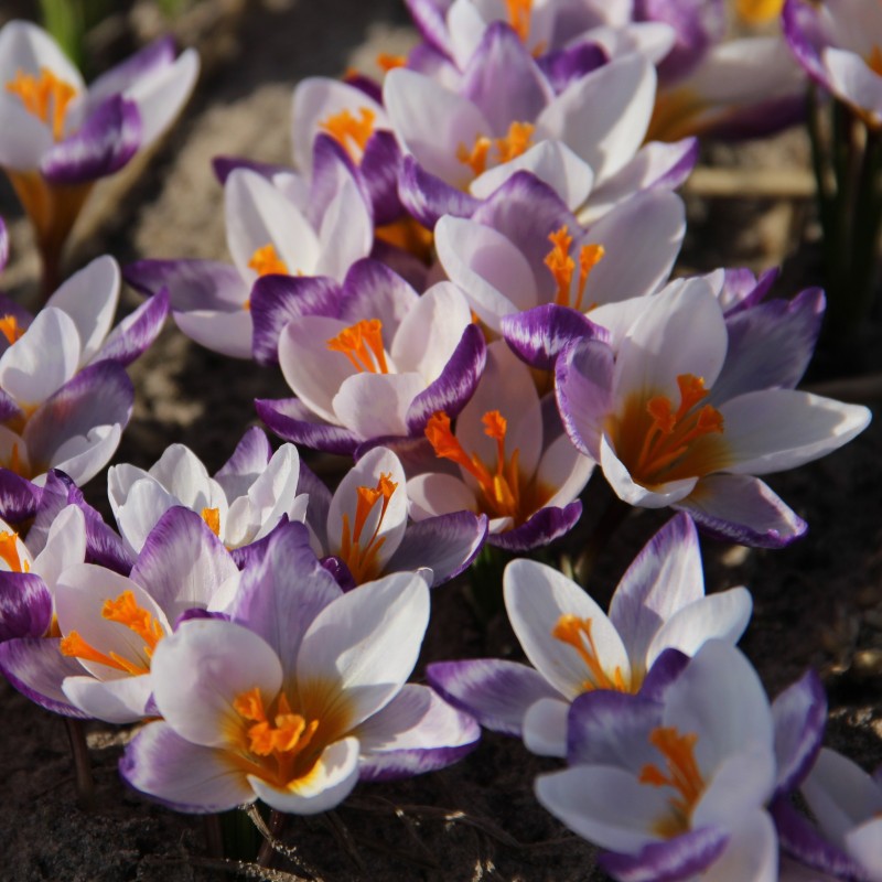 Crocus sieberi 'George' Crocus sieberi 'George'