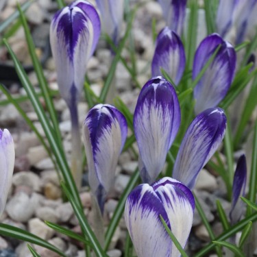 Crocus tommasinianus 'Peter Grimshaw'