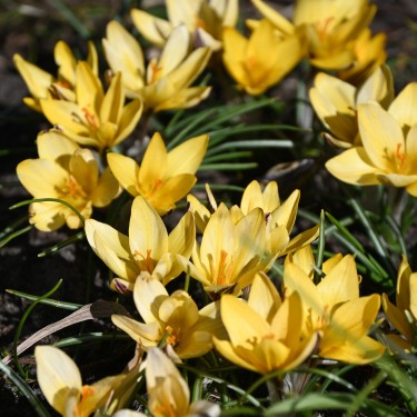 Crocus x leonidii 'Little Amber'