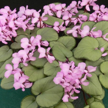 Cyclamen coum 'Pewter Leaf' -Pink-
