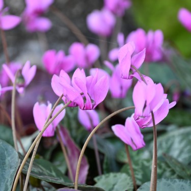 Cyclamen purpurascens