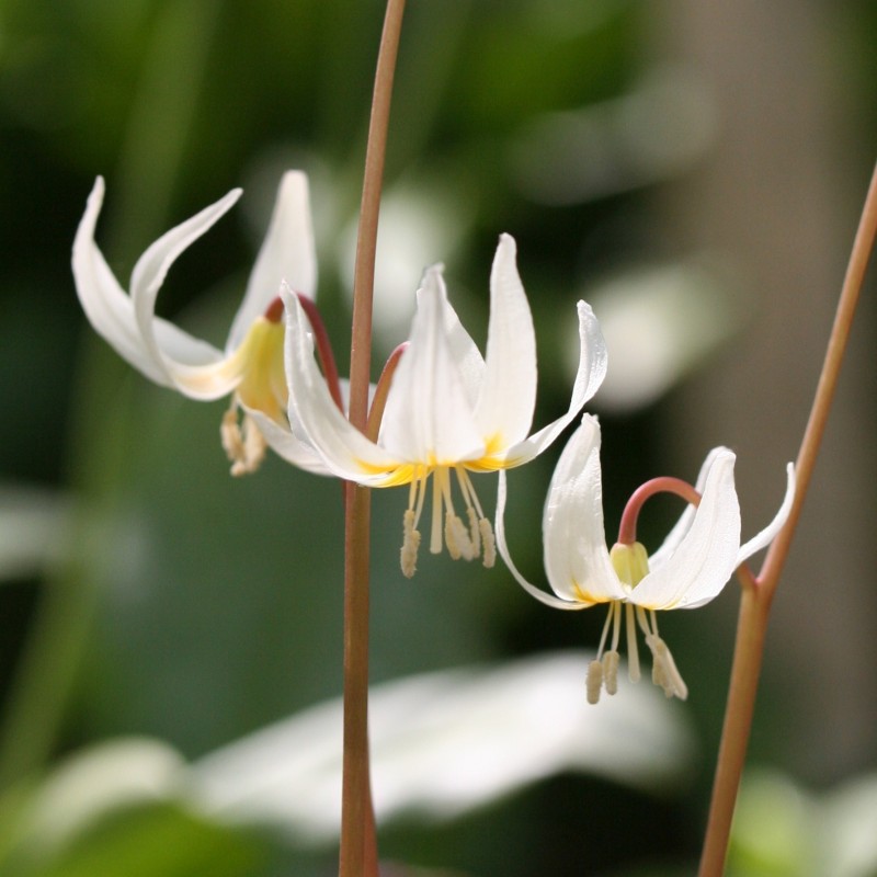 Erythronium oregonum Erythronium oregonum