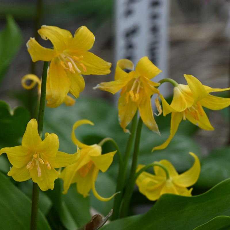 Erythronium tuolumnense Erythronium tuolumnense