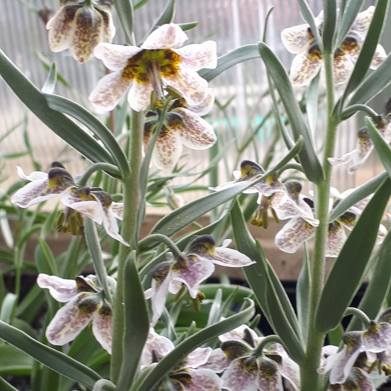 Fritillaria gibbosa