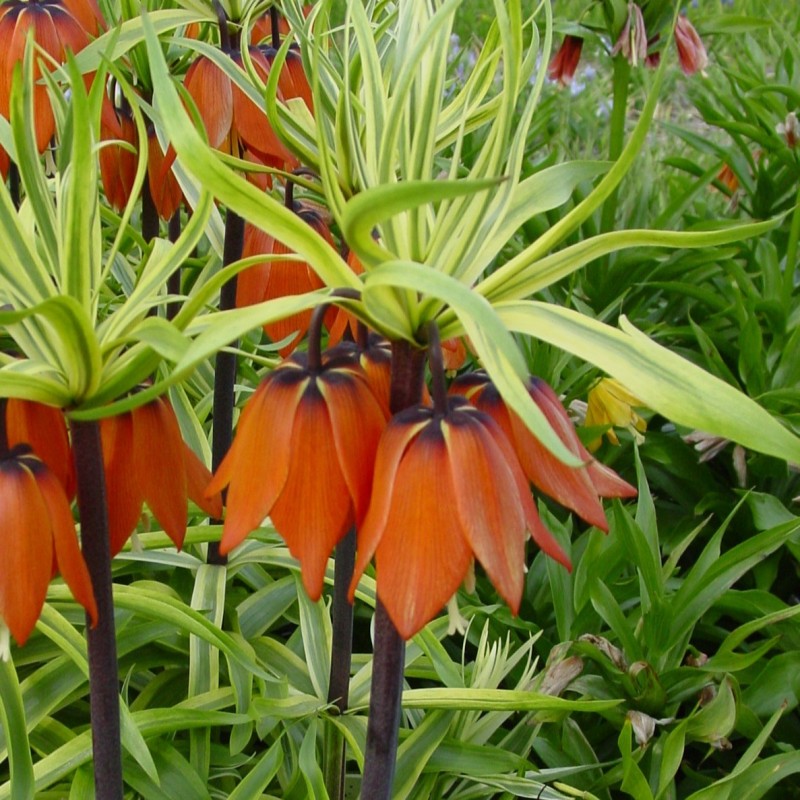 Fritillaria 'Aureomarginata' Fritillaria 'Aureomarginata'
