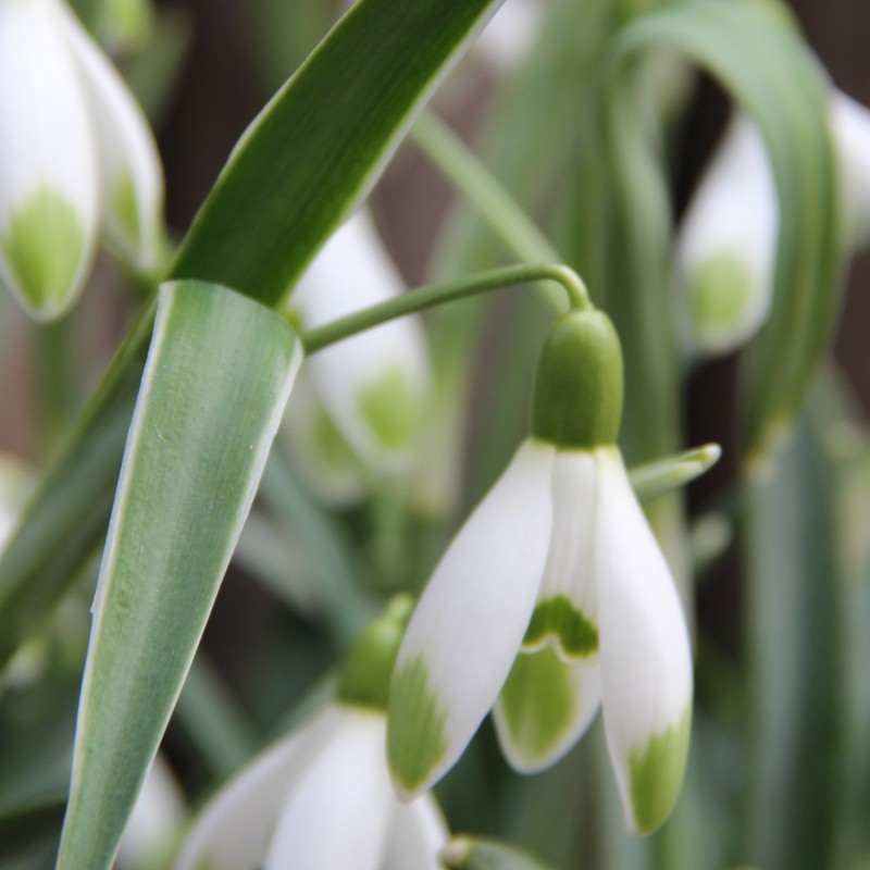 Galanthus 'Warei' (Green Group) Galanthus 'Warei' (Green Group)