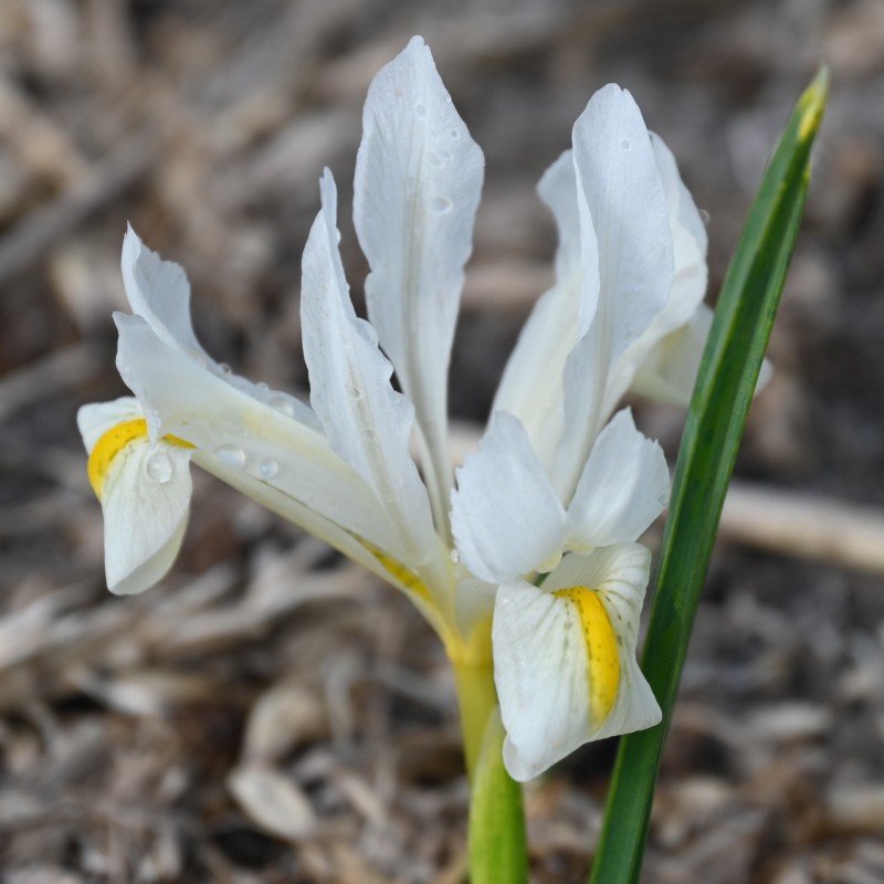 Iris 'Louise'