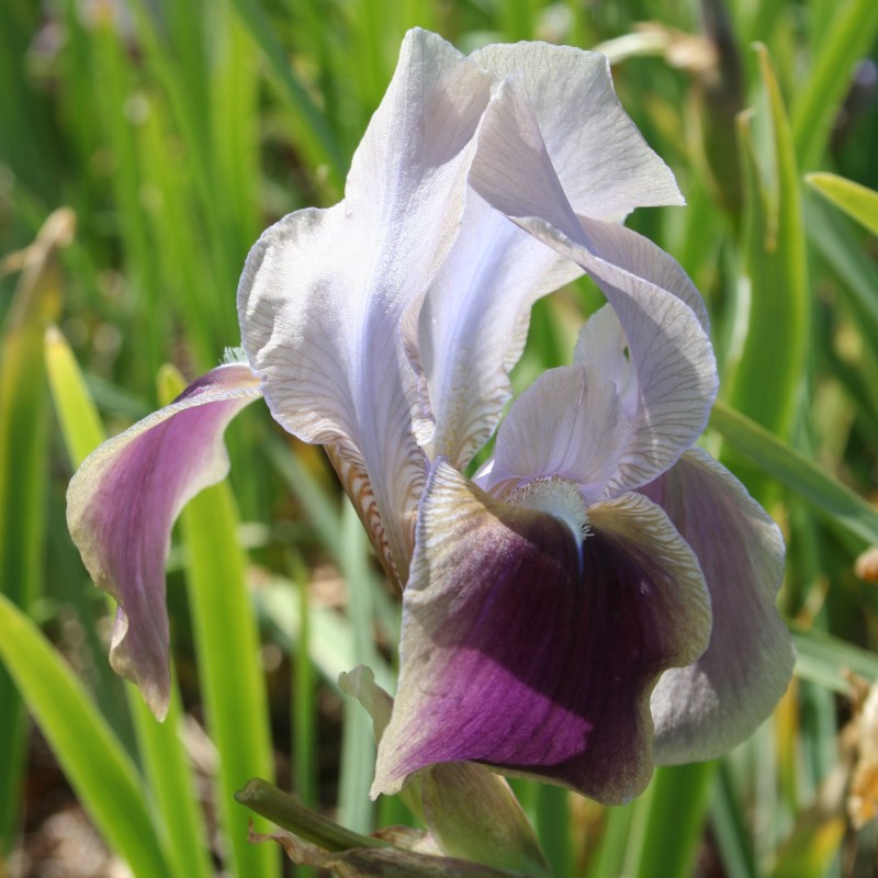 Iris hoogiana 'Antiope' Iris hoogiana 'Antiope'