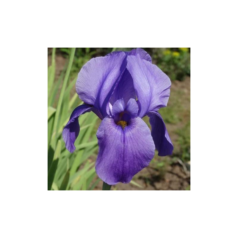 Iris hoogiana 'Purple Dawn' Iris hoogiana 'Purple Dawn'