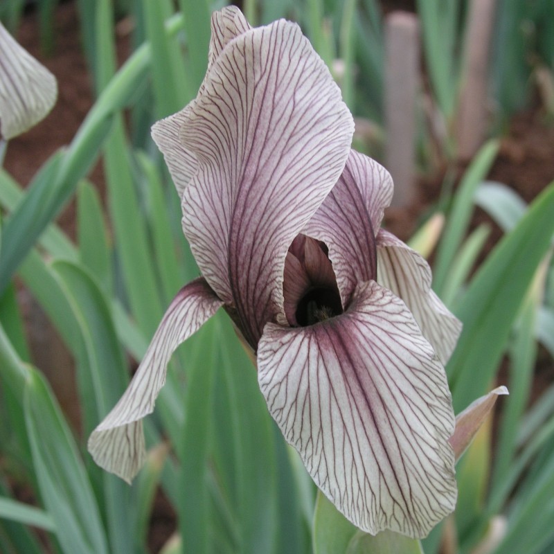 Iris korolkowii Iris korolkowii