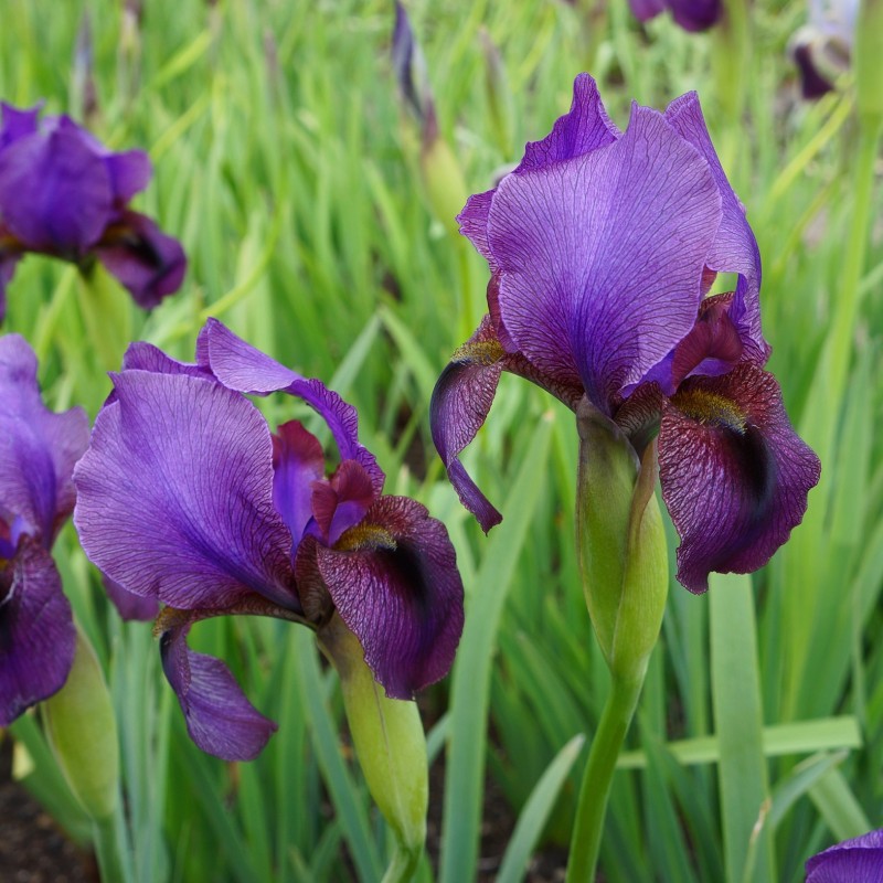 Iris RC 'Werckmeister Beauty' Iris RC 'Werckmeister Beauty'