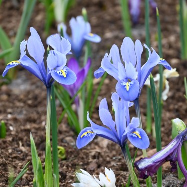 Iris reticulata 'Alida'