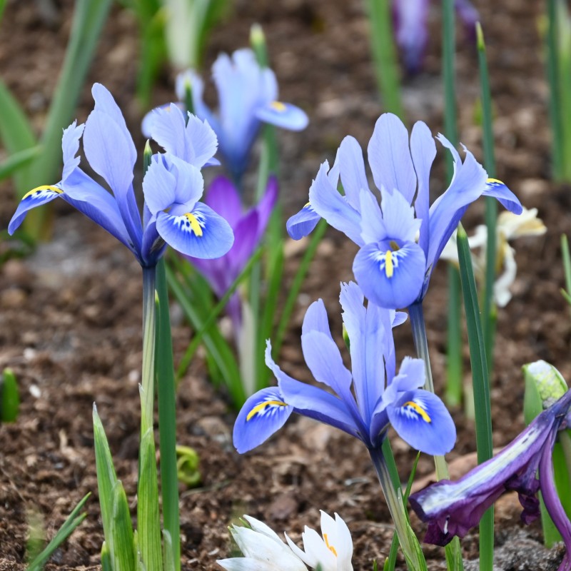 Iris reticulata 'Alida' Iris reticulata 'Alida'