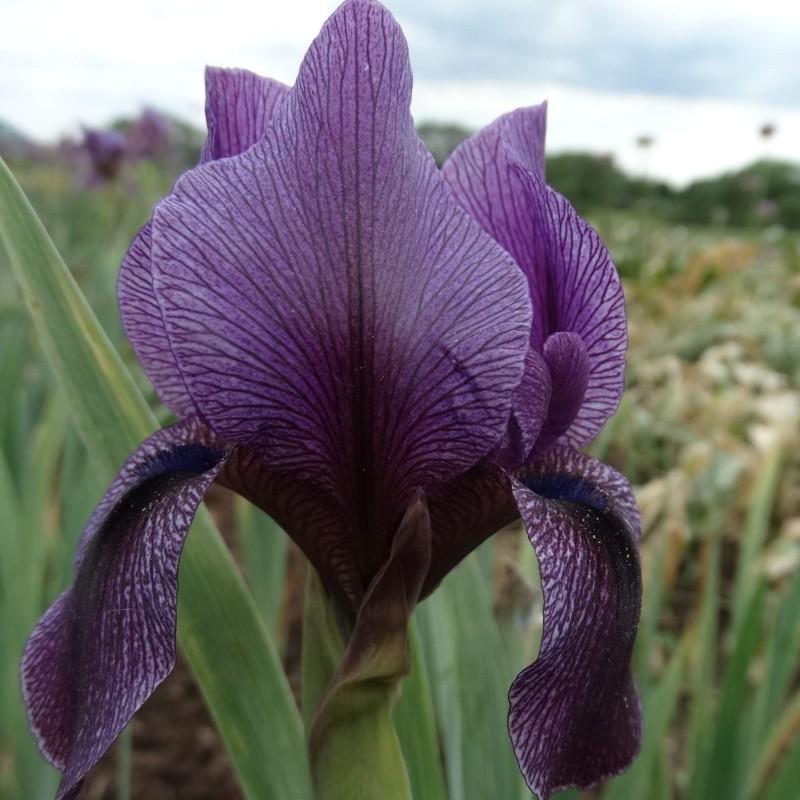 Iris x 'Barmaley' Iris x 'Barmaley'