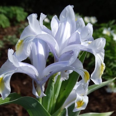 Iris x 'Evening Shade'