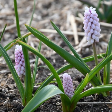 Muscari 'Pink Sunrise'