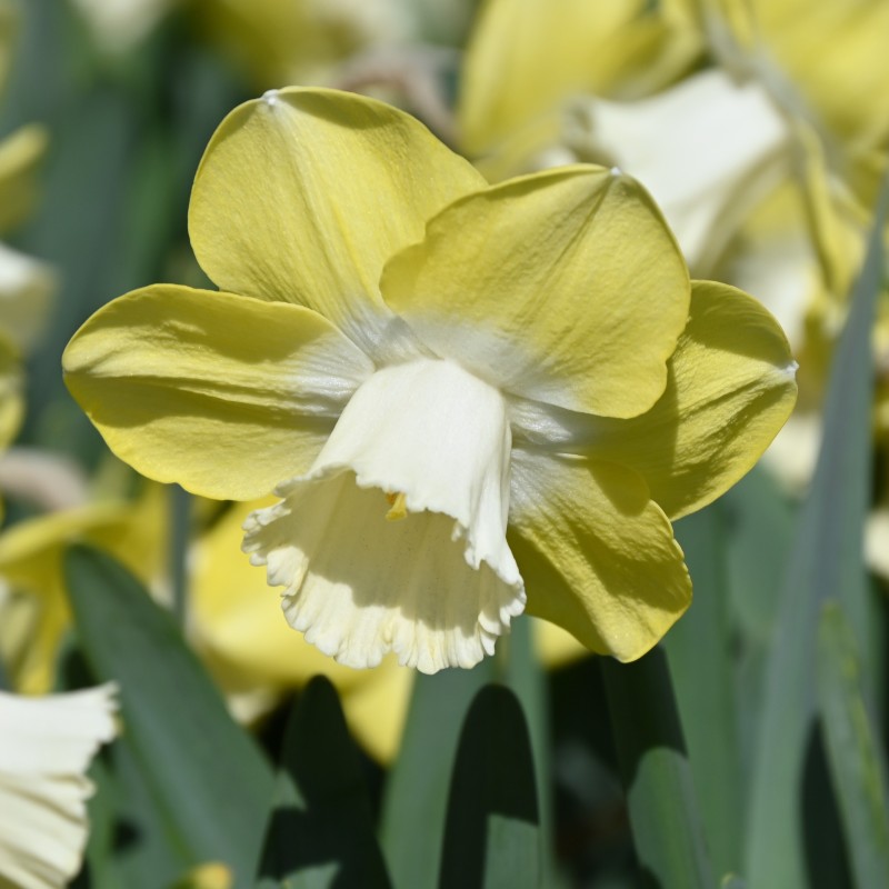 Narcissus 'Avalon' Narcissus 'Avalon'
