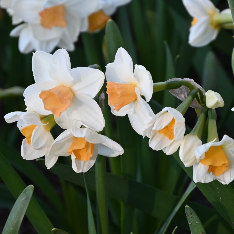 Narcissus 'Kapiti Peach' Narcissus 'Kapiti Peach'