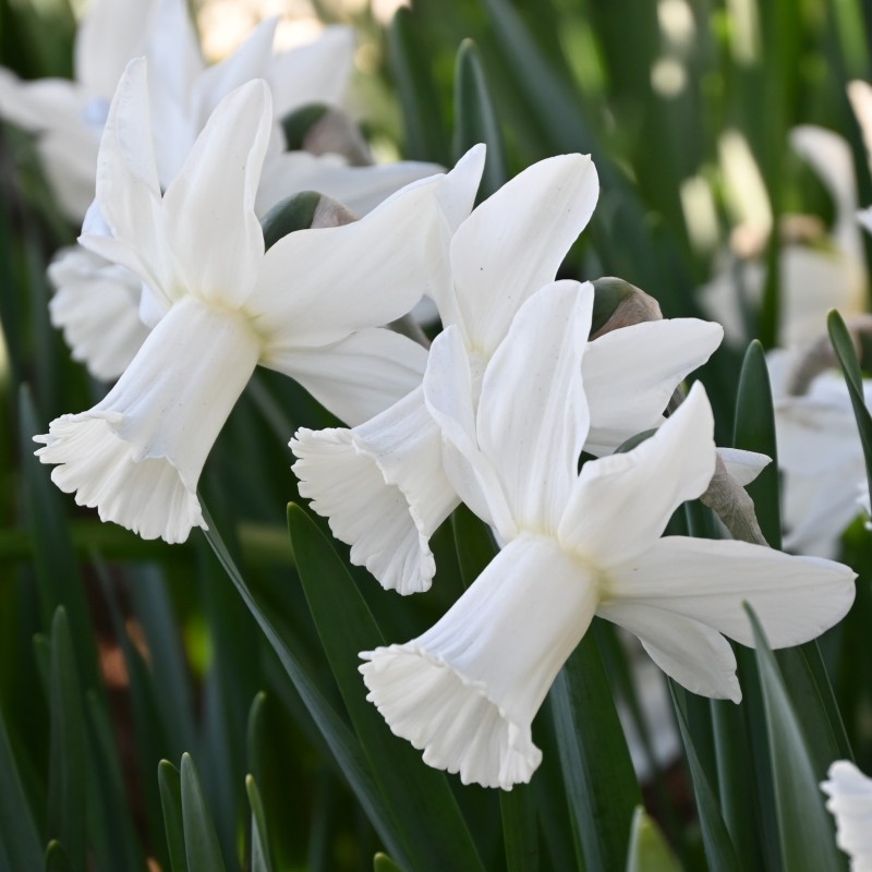 Narcissus 'Lady Madonna' Narcissus 'Lady Madonna'