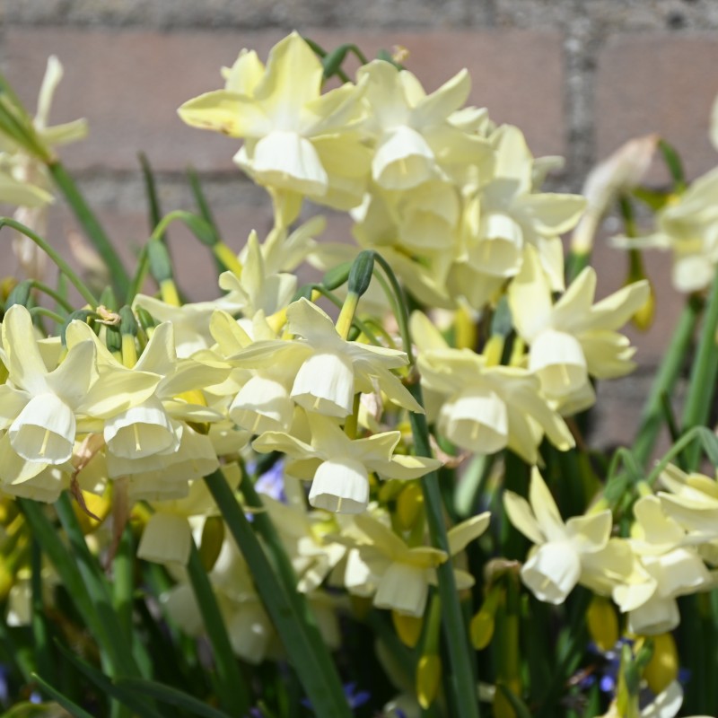 Narcissus 'Moonlight Sensation' Narcissus 'Moonlight Sensation'